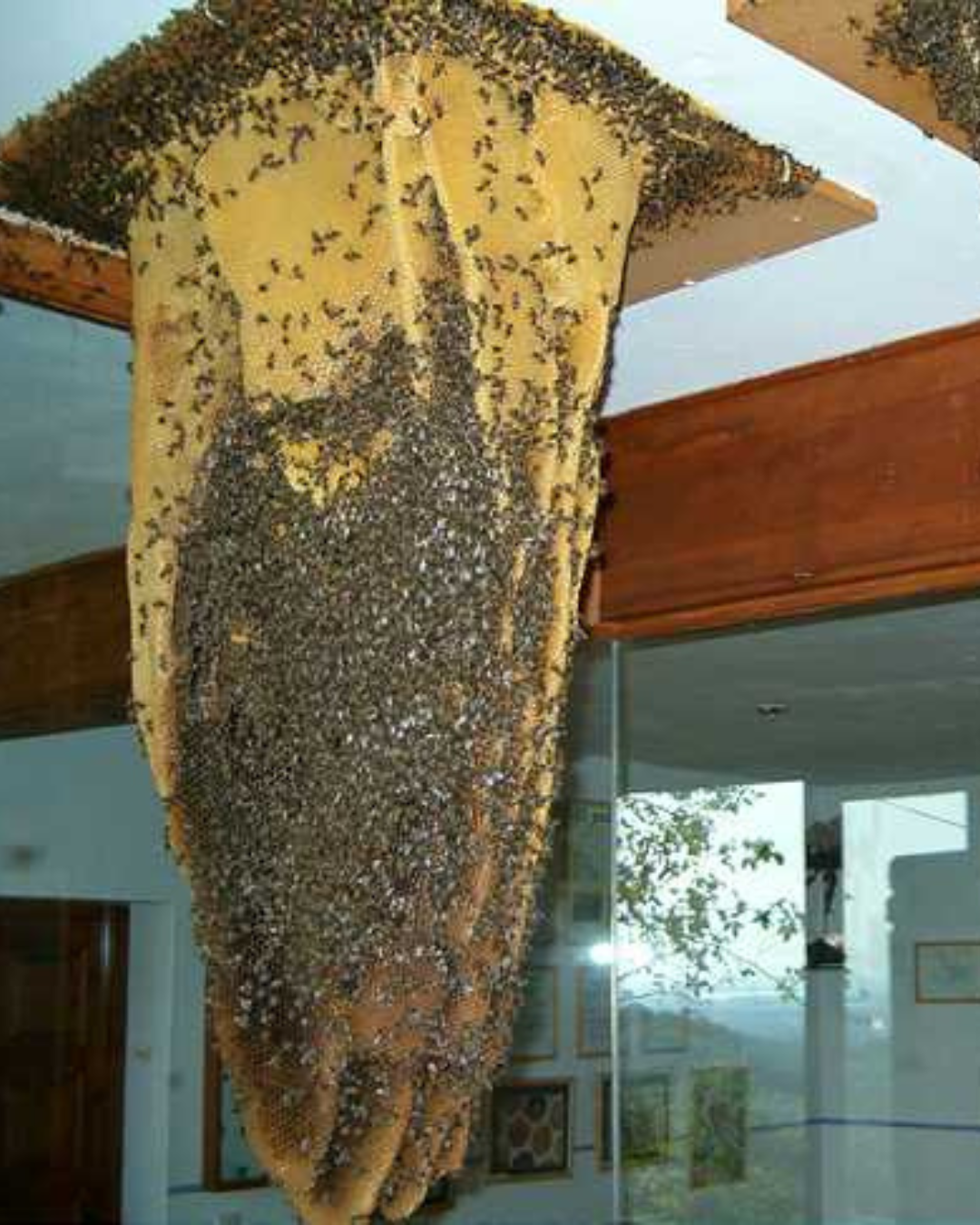 Aula Museo de las Abejas en Poyales del Hoyo