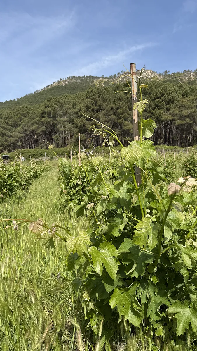Viña de la variedad Legiruela en Viña Eugenio, estribación sur de la Sierra de Gredos con los suelos graníticos de la Abantera de fondo. Valle del Tiétar, Lanzahíta