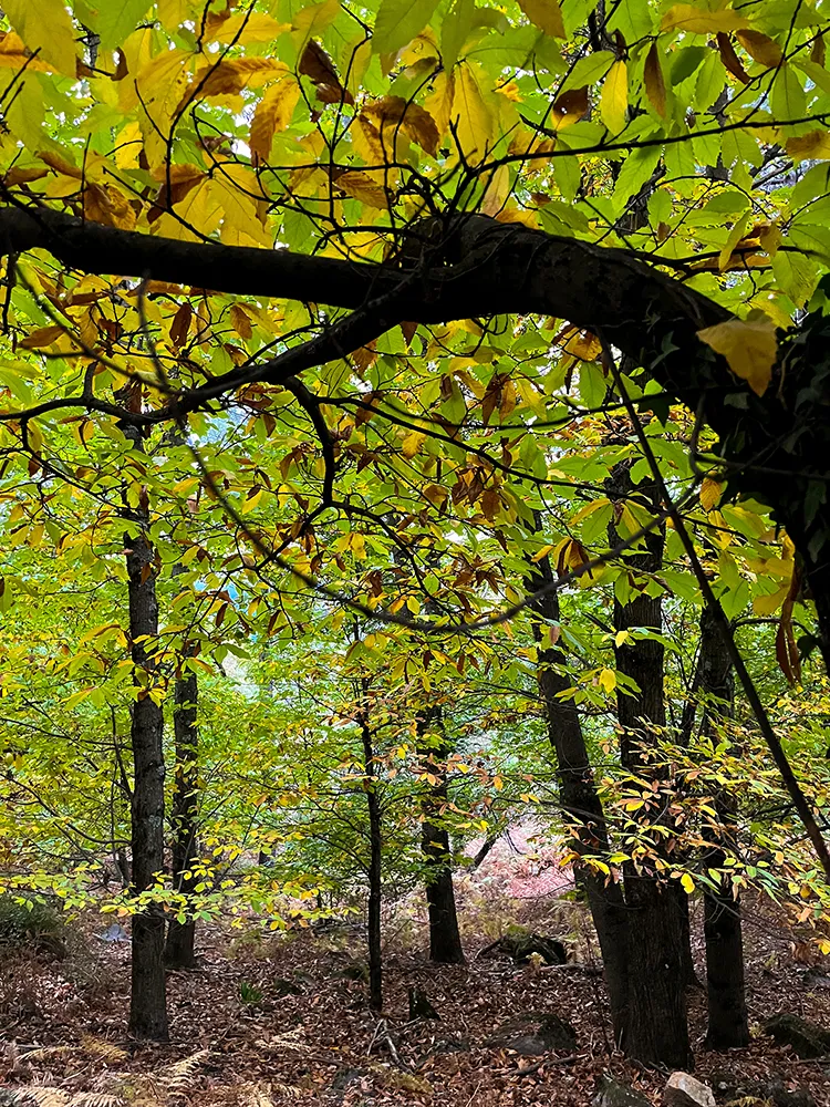 Castañares del Valle del Tiétar en otoño, Ávila