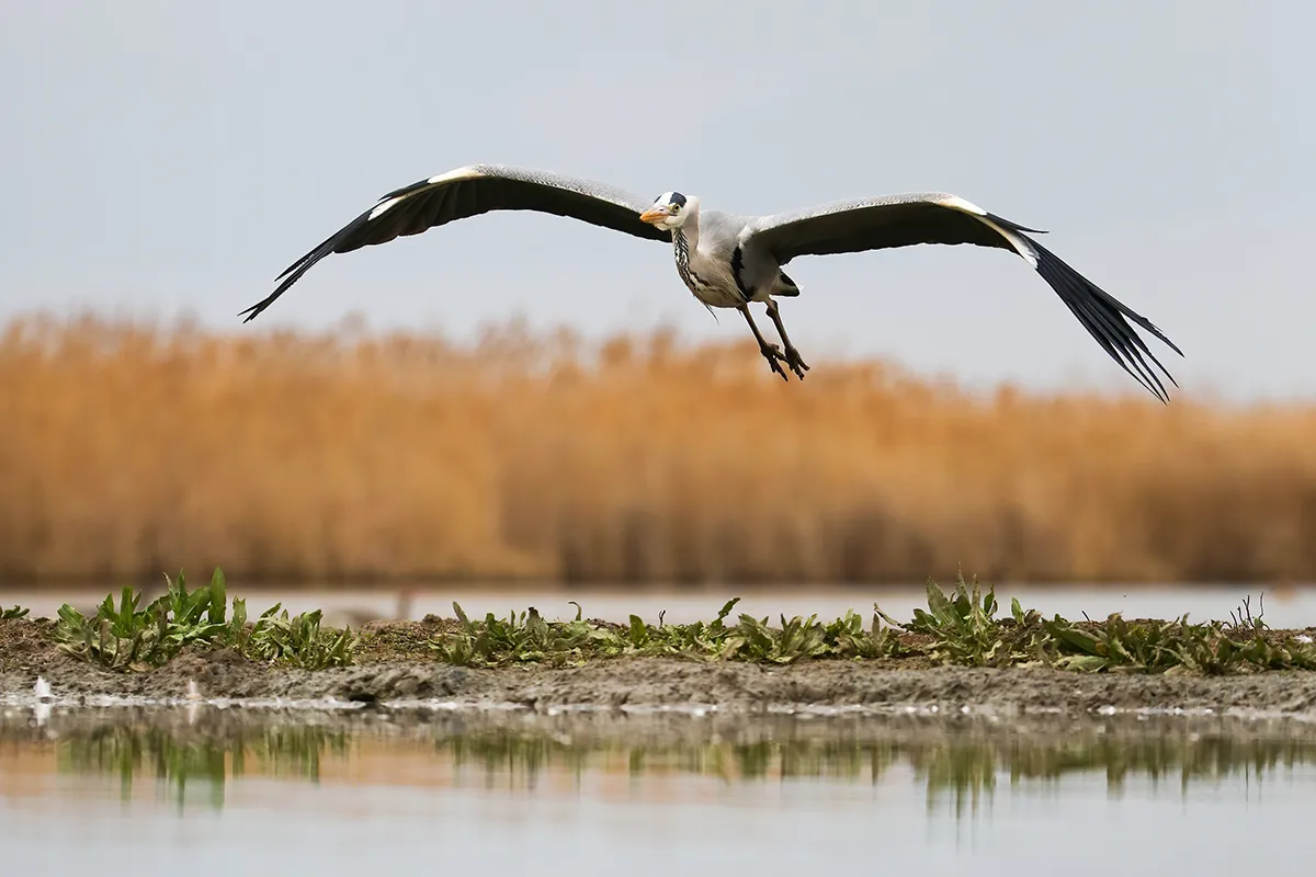 Grulla en pleno vuelo.