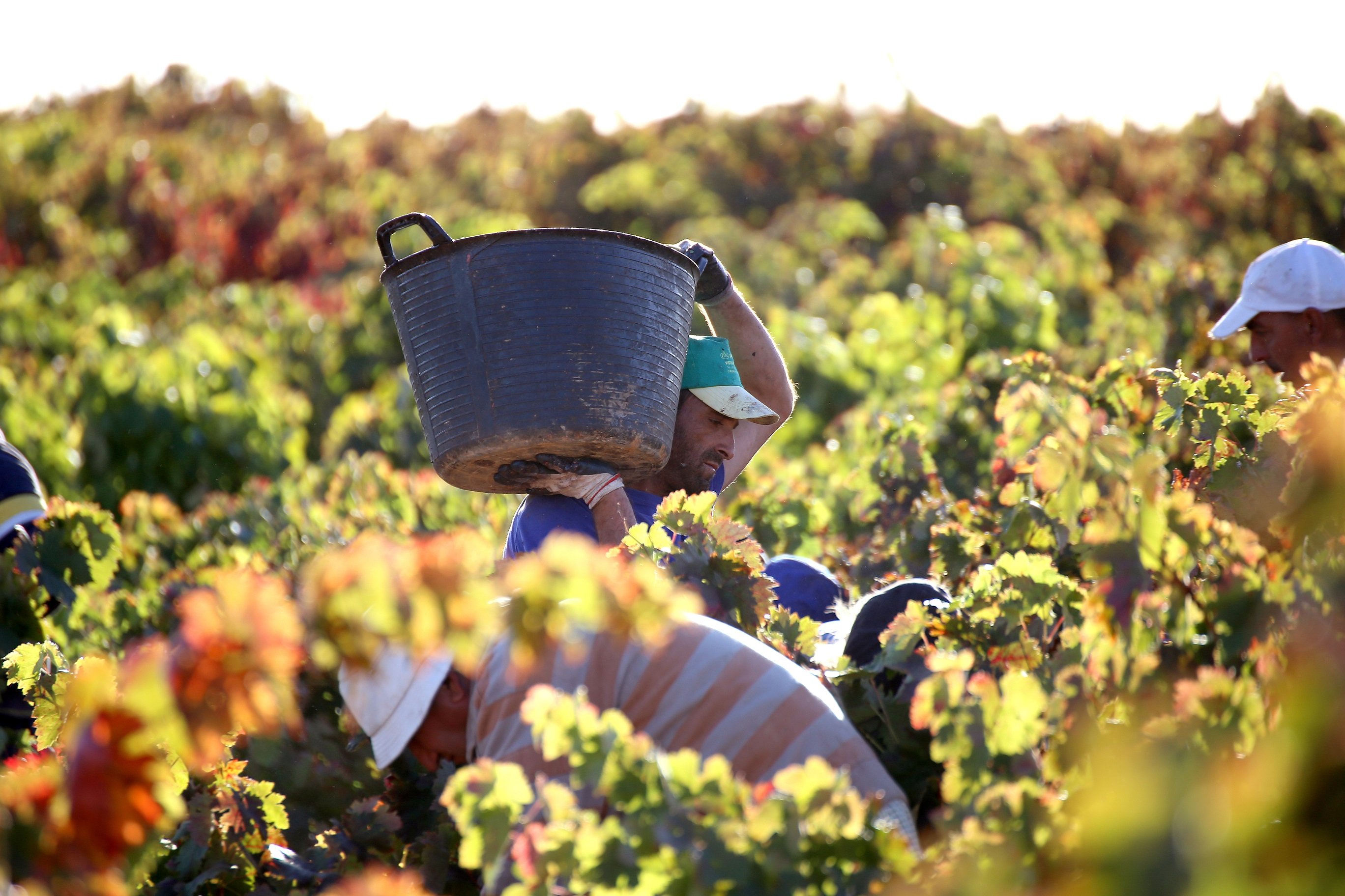 Bodega Huellas del Tiétar