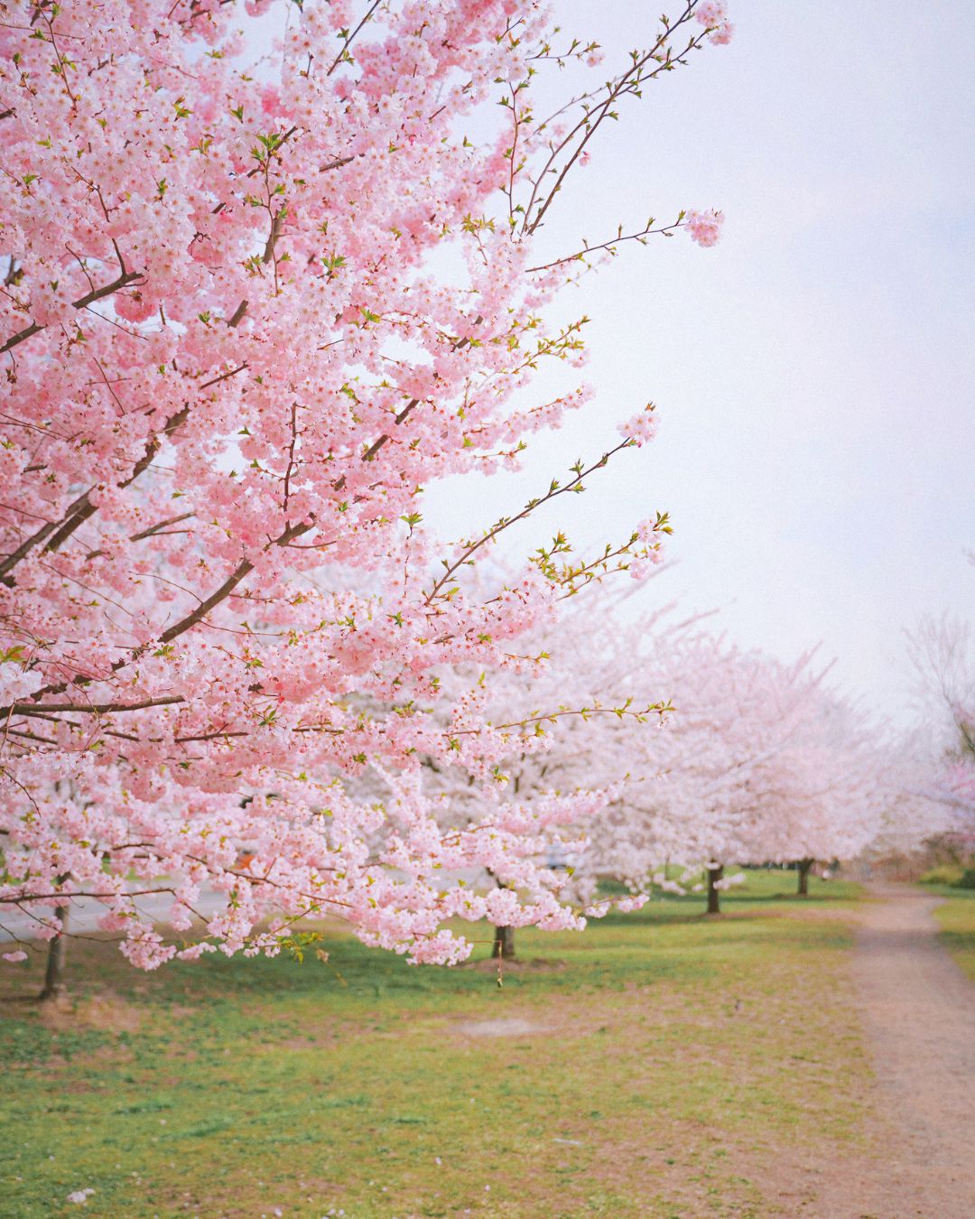 floracion-de-cerezos-valle-del-tietar