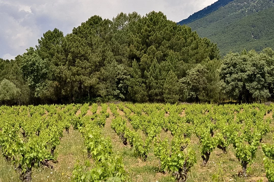 Viñedo en el Valle del Tiétar a los pies de la Sierra de Gredos