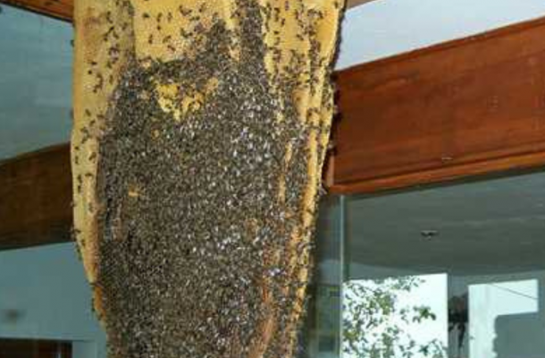 Aula Museo de las Abejas en Poyales del Hoyo