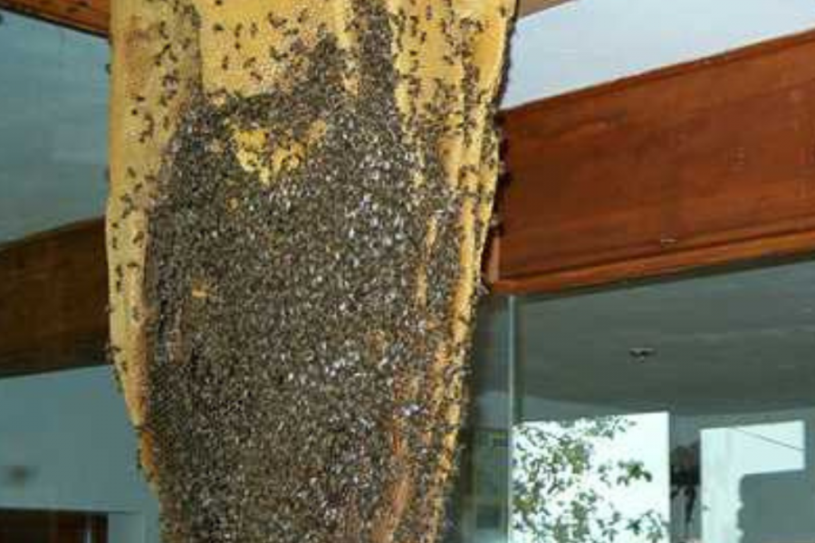 Aula Museo de las Abejas en Poyales del Hoyo