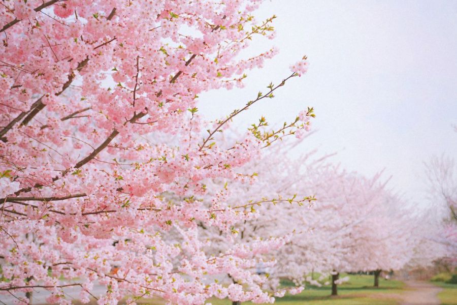 floracion-de-cerezos-valle-del-tietar