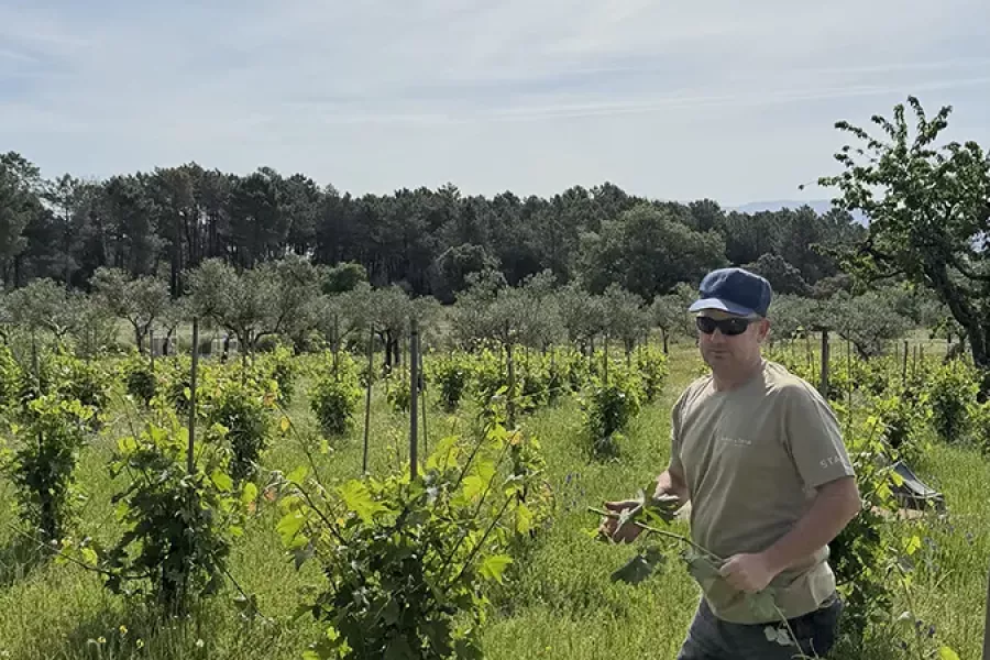 Urbano, bodeguero de Huellas del Tiétar mostrándonos Viña Eugenio, Sierra de Gredos